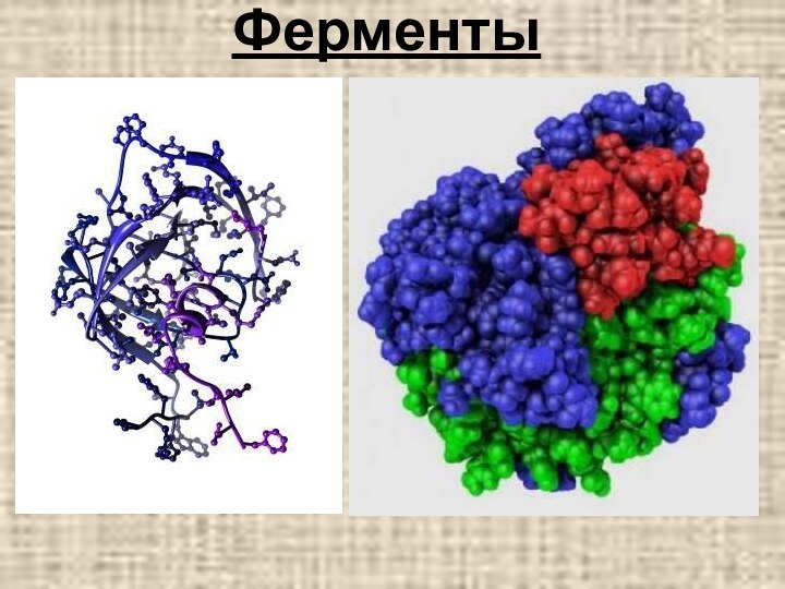 Ферменты