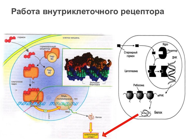 Работа внутриклеточного рецептора