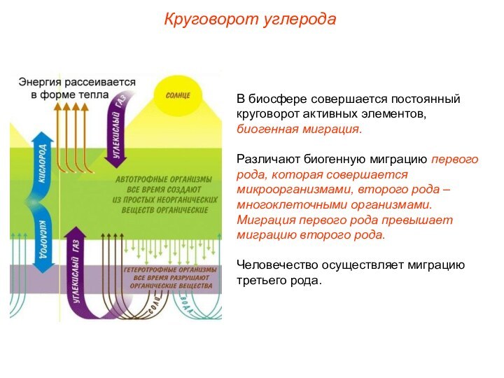 В биосфере совершается постоянный круговорот активных элементов, биогенная миграция.Различают биогенную миграцию первого