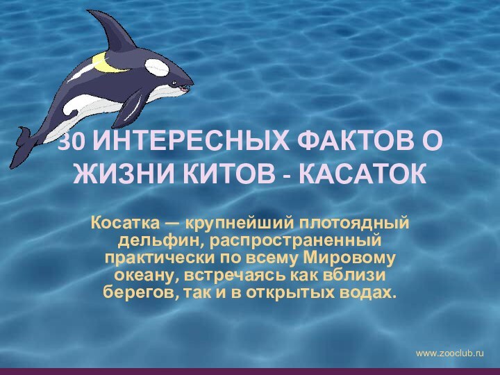 30 ИНТЕРЕСНЫХ ФАКТОВ О ЖИЗНИ КИТОВ - КАСАТОККосатка — крупнейший плотоядный дельфин,