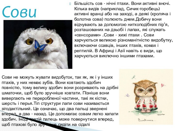 Більшість сов - нічні птахи. Вони активні вночі. Кілька видів (наприклад, Сичик-горобець)