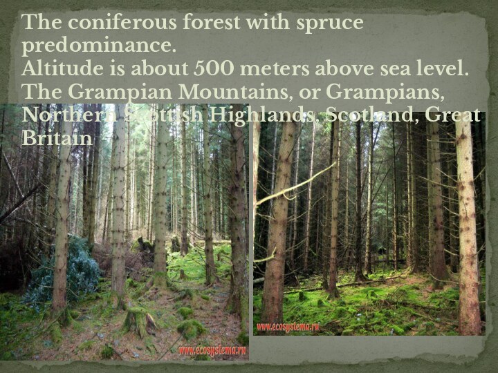 The coniferous forest with spruce predominance. Altitude is about 500 meters above