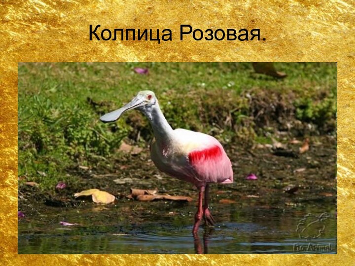 Колпица Розовая.