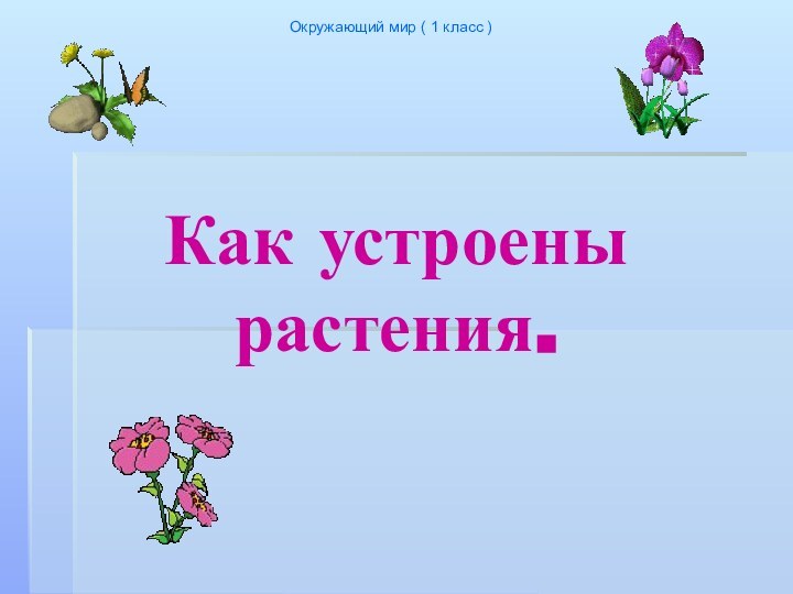 Как устроены растения.