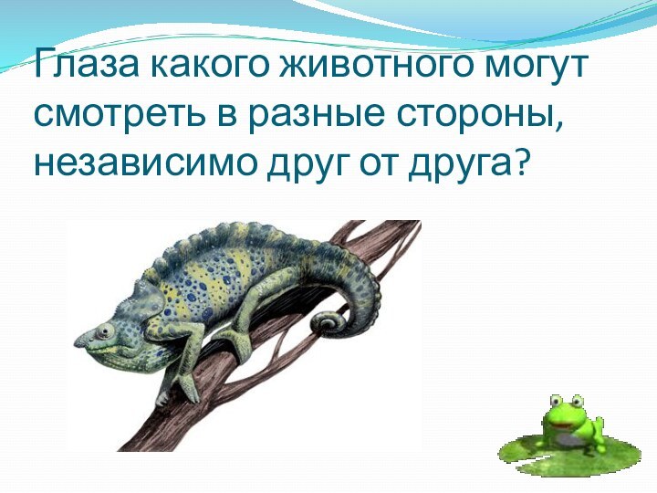 Глаза какого животного могут смотреть в разные стороны, независимо друг от друга?