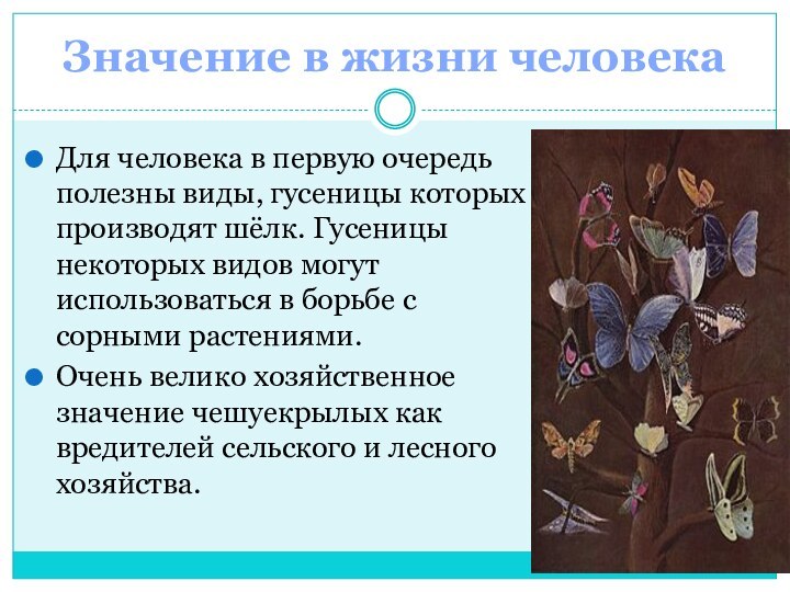 Значение в жизни человекаДля человека в первую очередь полезны виды, гусеницы которых