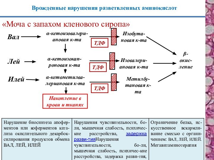 β-окис-лениеВрожденные нарушения разветвленных аминокислот«Моча с запахом кленового сиропа»α-кетоизовалери-ановая к-таТДФЛейИлейα-кетоизокап-роновая к-таα-кетометилва-лериановая к-таТДФТДФИзовалери-ановая к-таМетилбу-тановая