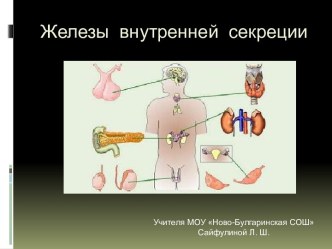 железы внутренней секреции