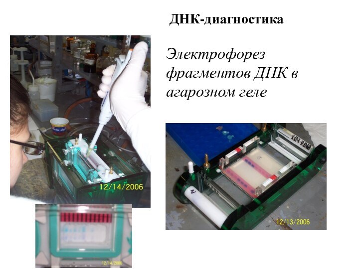 ДНК-диагностика  Электрофорез фрагментов ДНК в агарозном геле