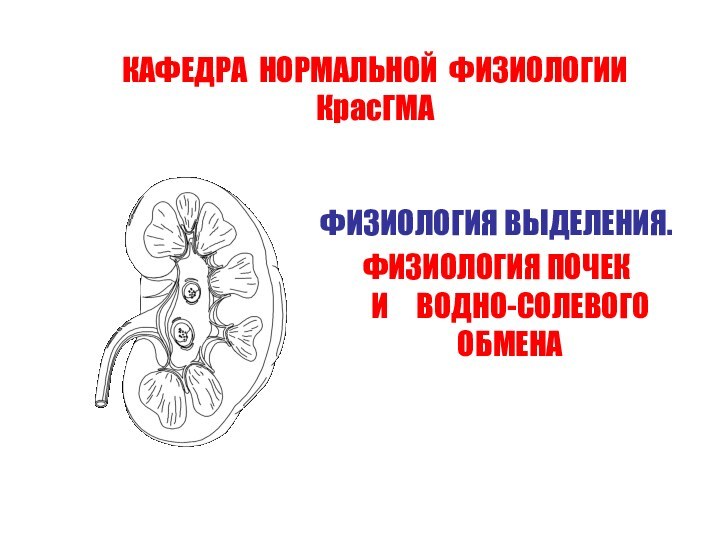 КАФЕДРА НОРМАЛЬНОЙ ФИЗИОЛОГИИ КрасГМАФИЗИОЛОГИЯ ВЫДЕЛЕНИЯ.ФИЗИОЛОГИЯ ПОЧЕК