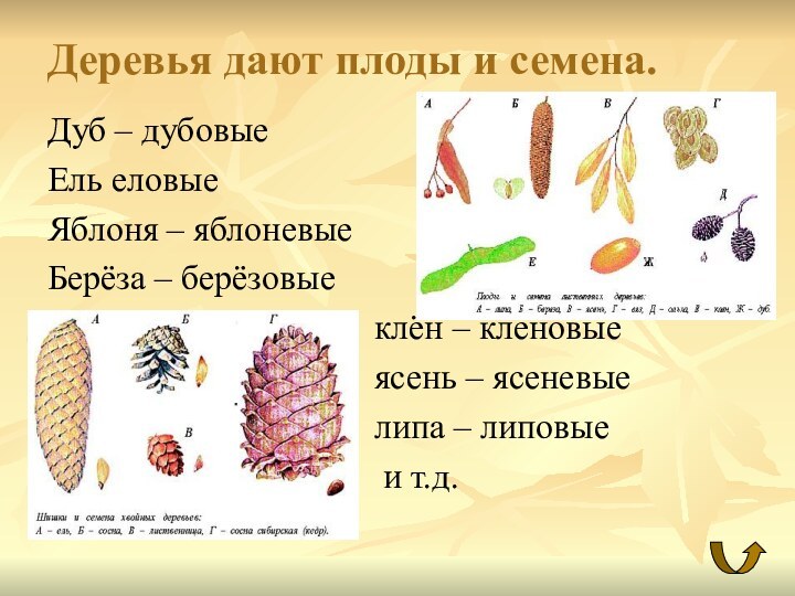 Деревья дают плоды и семена.Дуб – дубовыеЕль еловыеЯблоня – яблоневыеБерёза – берёзовые