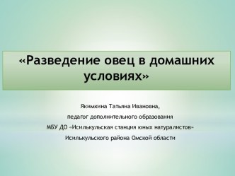 Разведение овец в домашних условиях