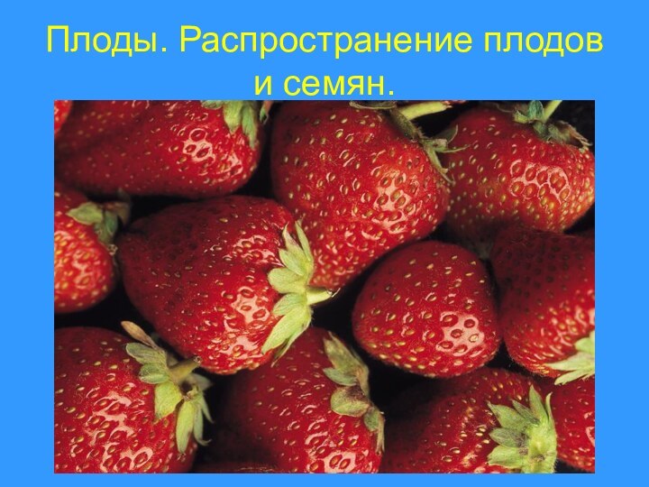 Плоды. Распространение плодов и семян.