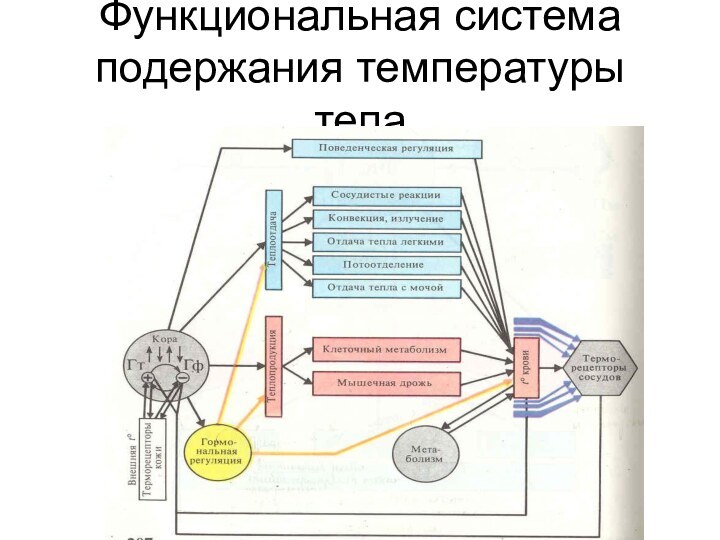 Функциональная система подержания температуры тела