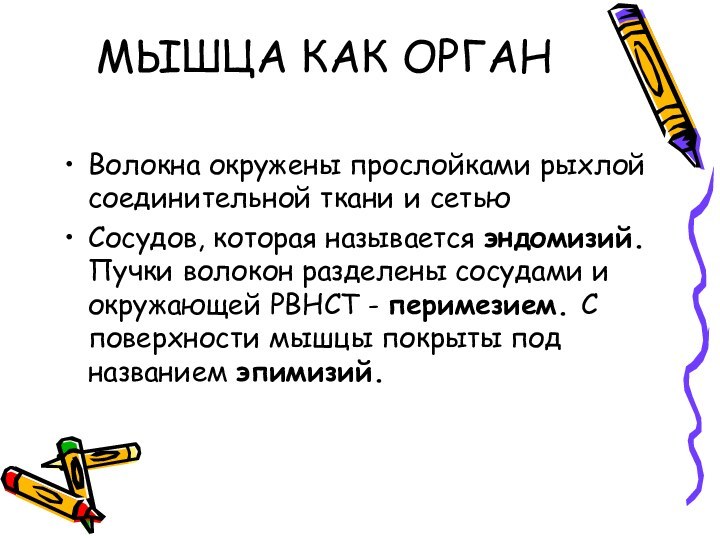 МЫШЦА КАК ОРГАН Волокна окружены прослойками рыхлой соединительной ткани и сетьюСосудов, которая