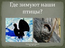 Где зимуют наши птицы?