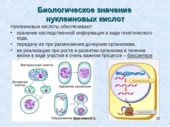 Братякова С.Б.