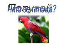 Что за птица? 5