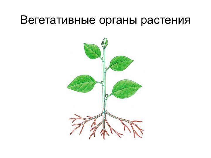 Вегетативные органы растения