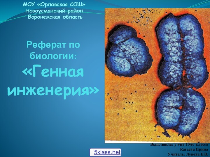     Реферат по биологии: «Генная  инженерия»  МОУ «Орловская