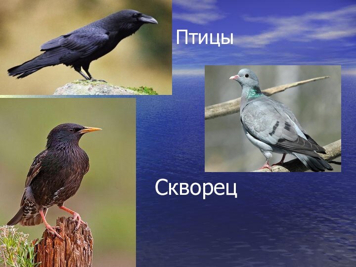 СкворецПтицы