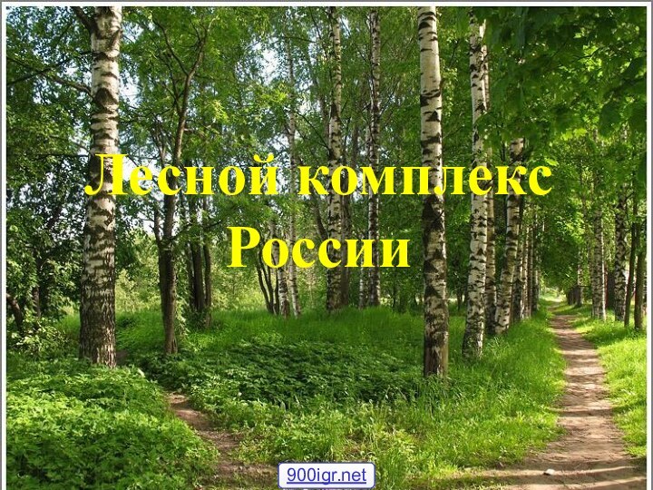 Лесной комплекс России