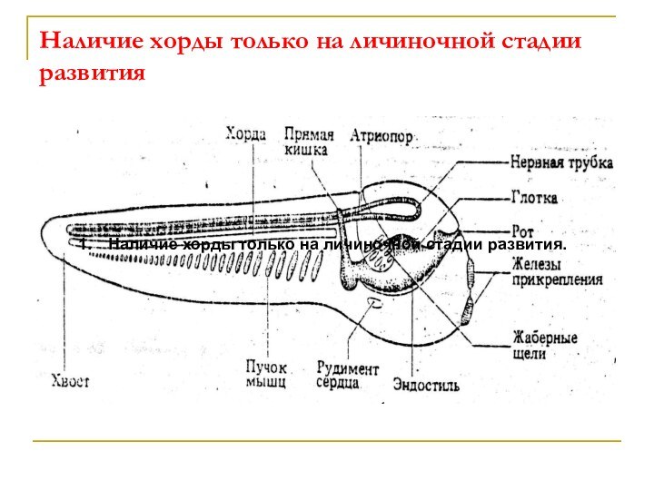 Наличие хорды только на личиночной стадии развитияНаличие хорды только на личиночной стадии развития.