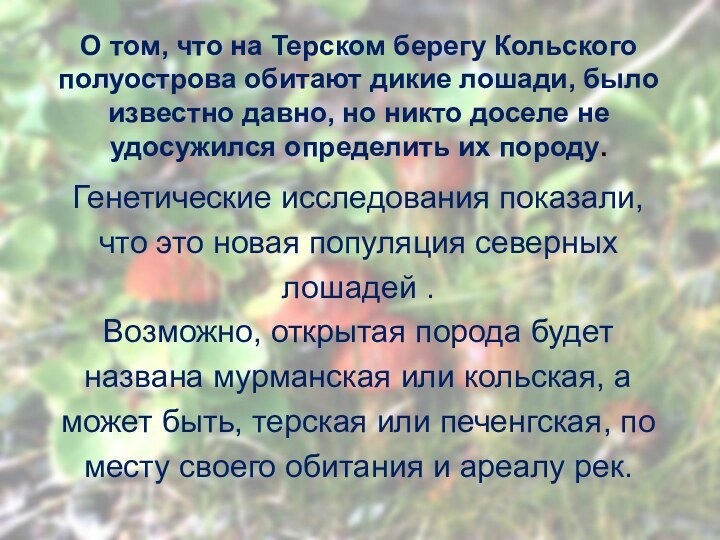 О том, что на Терском берегу Кольского полуострова обитают дикие лошади, было