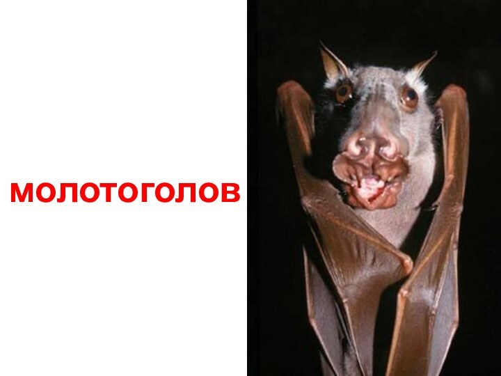 молотоголов