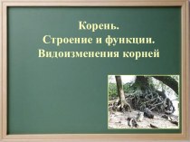 Корень.Строение и функции.ВУидоизменения корня.