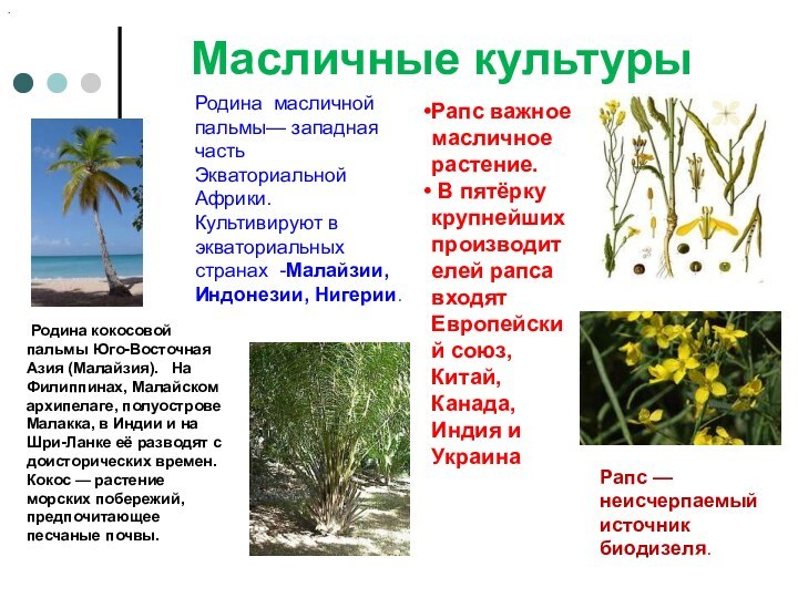 Масличные культуры Рапс — неисчерпаемый источник биодизеля.Рапс важное масличное растение. В