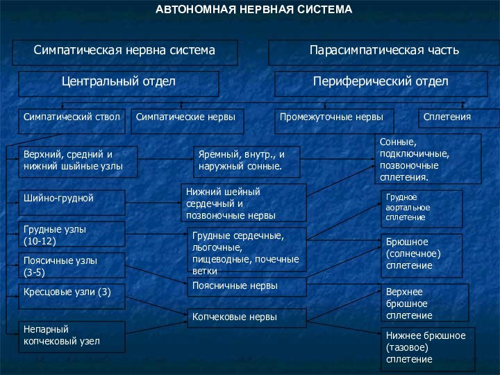 АВТОНОМНАЯ НЕРВНАЯ СИСТЕМА