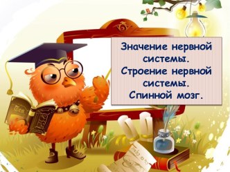 Строение головного мозга.