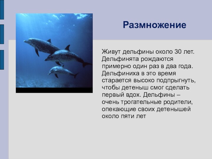 Живут дельфины около 30 лет. Дельфинята рождаются примерно один раз в два