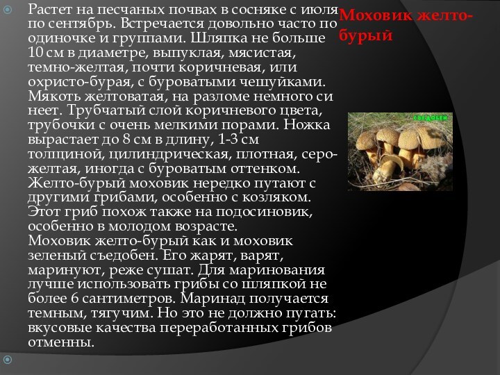 Моховик желто-бурыйРастет на песчаных почвах в сосняке с июля по сентябрь. Встречается