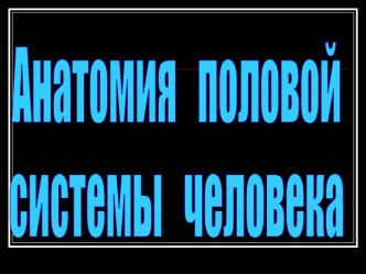 Анатомия половой системы человека