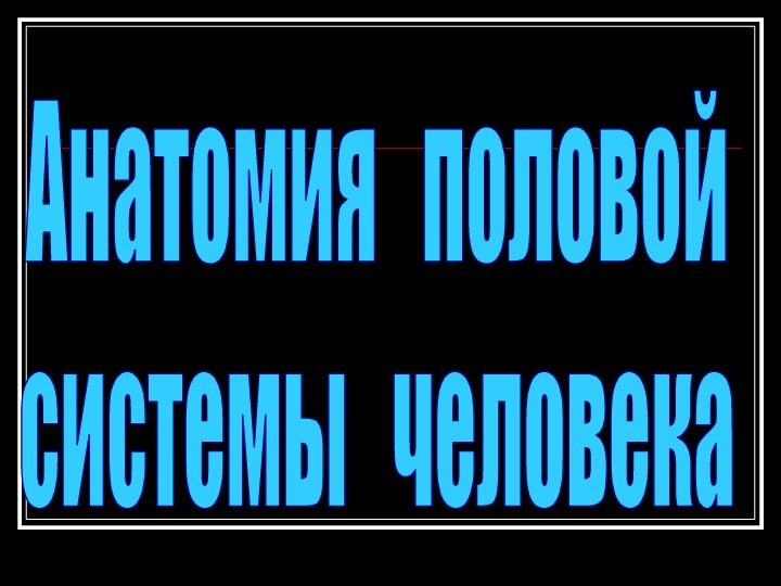 Анатомия  половой системы  человека