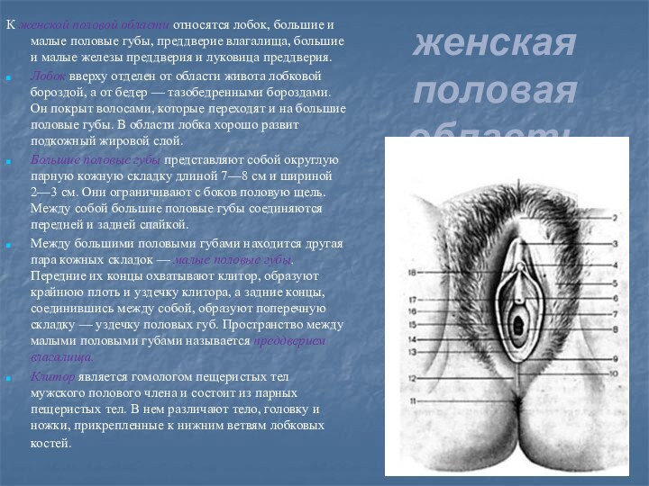 женская половая область К женской половой области относятся лобок, большие и малые