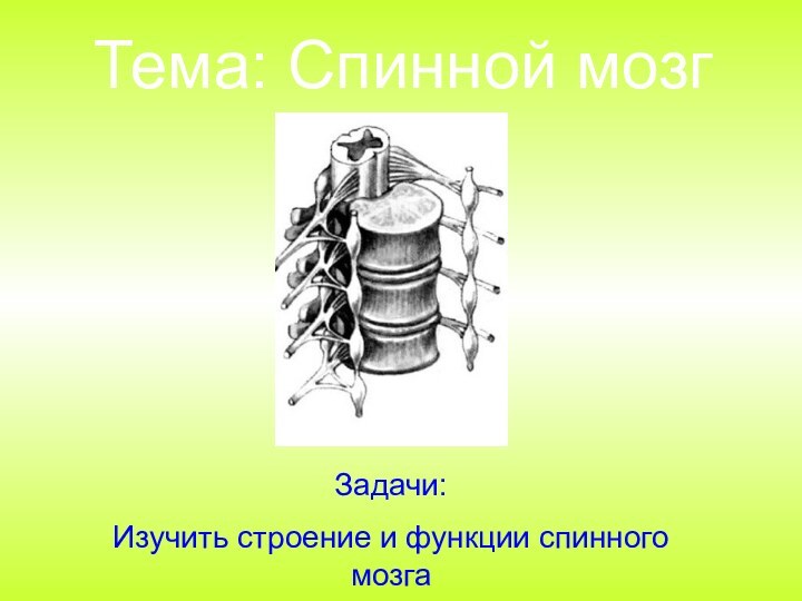 Тема: Спинной мозгЗадачи:Изучить строение и функции спинного мозга