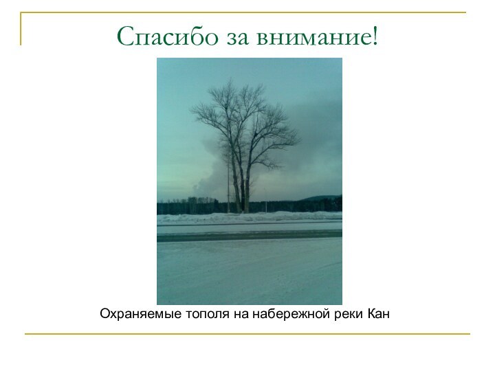 Спасибо за внимание!Охраняемые тополя на набережной реки Кан