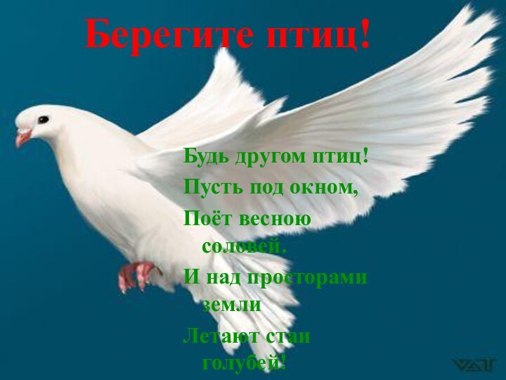 Будь другом птиц!Пусть под окном,Поёт весною соловей.И над просторами земли Летают стаи голубей!Берегите птиц!