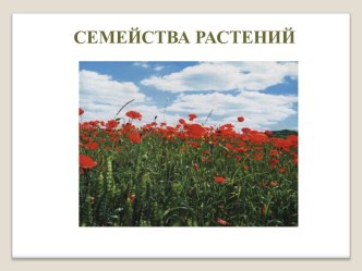 Семейства растений