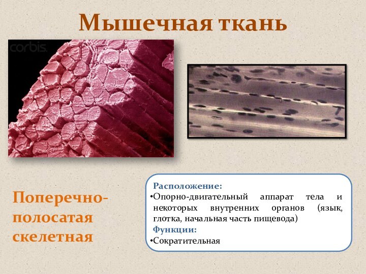 Мышечная тканьПоперечно-полосатая скелетнаяРасположение: Опорно-двигательный аппарат тела и некоторых внутренних органов (язык, глотка,