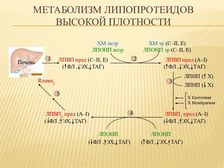 (  Х)МЕТАБОЛИЗМ ЛИПОПРОТЕИДОВ ВЫСОКОЙ ПЛОТНОСТИЛПВП пред (С–II, E)ЛПВП пред (А–I)ХМ незрЛПОНП