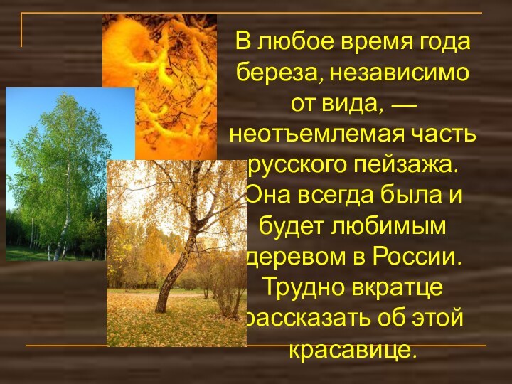 В любое время года береза, независимо от вида, — неотъемлемая часть русского