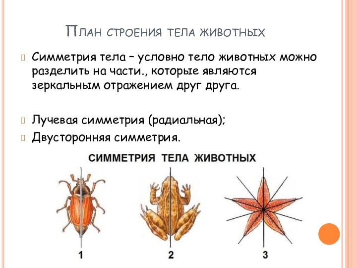 План строения тела животныхСимметрия тела – условно тело животных можно разделить на