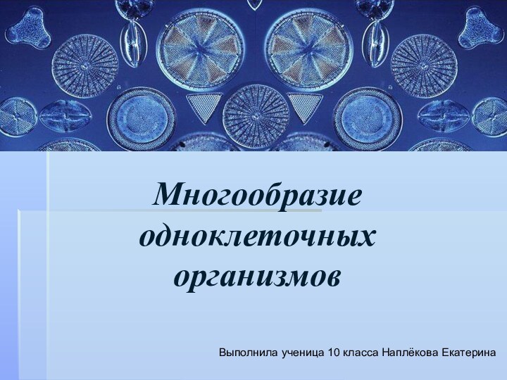 Многообразие   одноклеточных   организмовВыполнила ученица 10 класса Наплёкова Екатерина