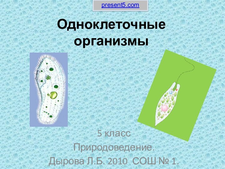 Одноклеточные организмы5 классПриродоведение.Дырова Л.Б. 2010 СОШ № 1.present5.com