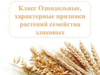 Класс Однодольные, характерные признаки растений семейства злаковых