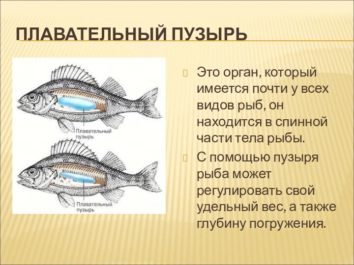 ПЛАВАТЕЛЬНЫЙ ПУЗЫРЬЭто орган, который имеется почти у всех видов рыб, он находится